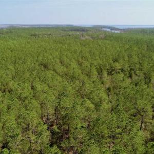 Photo of SOLD!!  50.29  Acres of Hunting Land for Sale in Pamlico County NC!
