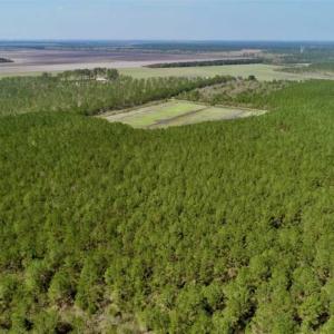 Photo of SOLD!!  50.29  Acres of Hunting Land for Sale in Pamlico County NC!