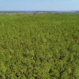 Photo of SOLD!!  50.29  Acres of Hunting Land for Sale in Pamlico County NC!