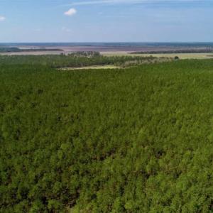 Photo of SOLD!!  50.29  Acres of Hunting Land for Sale in Pamlico County NC!