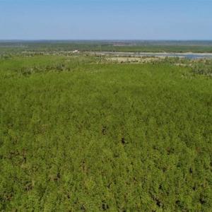 Photo of SOLD!!  50.29  Acres of Hunting Land for Sale in Pamlico County NC!