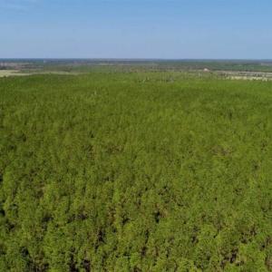 Photo of SOLD!!  50.29  Acres of Hunting Land for Sale in Pamlico County NC!