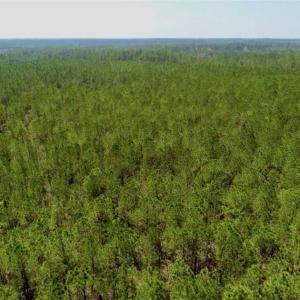 Photo of SOLD!!  50.29  Acres of Hunting Land for Sale in Pamlico County NC!