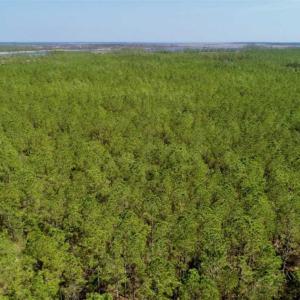 Photo of SOLD!!  50.29  Acres of Hunting Land for Sale in Pamlico County NC!