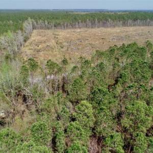 Photo #16 of SOLD property in Off Hummingbird Lane, Bayboro, NC 22.9 acres