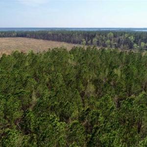 Photo #18 of SOLD property in Off Hummingbird Lane, Bayboro, NC 22.9 acres