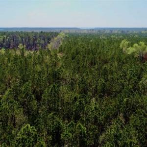 Photo #19 of SOLD property in Off Hummingbird Lane, Bayboro, NC 22.9 acres