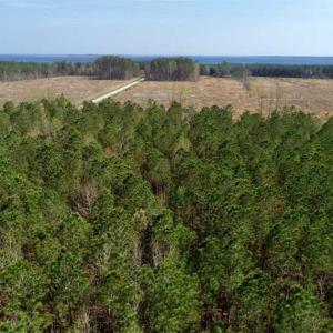 Photo #17 of SOLD property in Off Hummingbird Lane, Bayboro, NC 22.9 acres