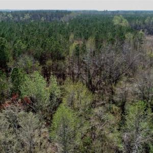 Photo #13 of SOLD property in Off Hummingbird Lane, Bayboro, NC 22.9 acres