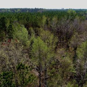 Photo #12 of SOLD property in Off Hummingbird Lane, Bayboro, NC 22.9 acres