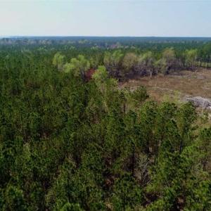 Photo #20 of SOLD property in Off Hummingbird Lane, Bayboro, NC 22.9 acres