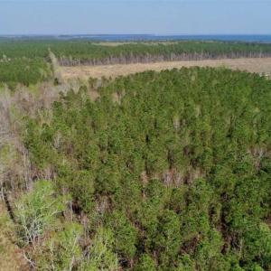 Photo #29 of SOLD property in Off Hummingbird Lane, Bayboro, NC 22.9 acres