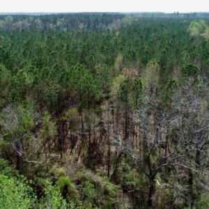 Photo #14 of SOLD property in Off Hummingbird Lane, Bayboro, NC 22.9 acres