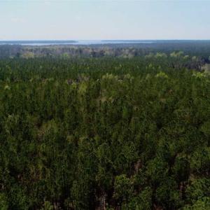 Photo #22 of SOLD property in Off Hummingbird Lane, Bayboro, NC 22.9 acres
