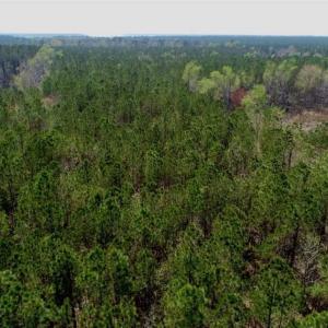 Photo #15 of SOLD property in Off Hummingbird Lane, Bayboro, NC 22.9 acres