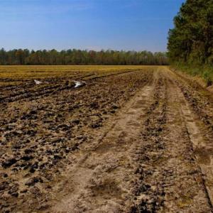 Photo of SOLD!!  8.38 Acres of Farm Land For Sale in Pamlico County NC!