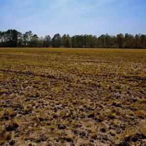 Photo of SOLD!!  8.38 Acres of Farm Land For Sale in Pamlico County NC!
