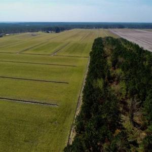 Photo of SOLD!!  218 Acres of Farm and Timber Land in Pamlico County NC!