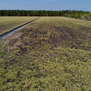 Photo of SOLD!!  218 Acres of Farm and Timber Land in Pamlico County NC!