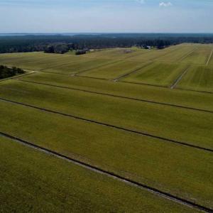 Photo of SOLD!!  218 Acres of Farm and Timber Land in Pamlico County NC!