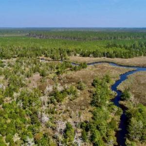 Photo of SOLD!!  218 Acres of Farm and Timber Land in Pamlico County NC!
