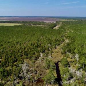Photo of SOLD!!  218 Acres of Farm and Timber Land in Pamlico County NC!