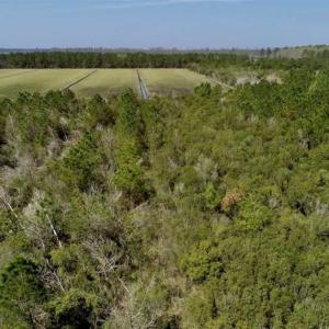 Photo of SOLD!!  218 Acres of Farm and Timber Land in Pamlico County NC!