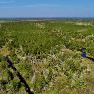 Photo of SOLD!!  218 Acres of Farm and Timber Land in Pamlico County NC!