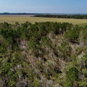 Photo of SOLD!!  218 Acres of Farm and Timber Land in Pamlico County NC!