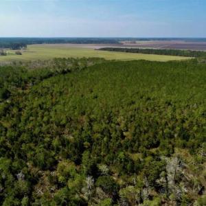Photo of SOLD!!  218 Acres of Farm and Timber Land in Pamlico County NC!