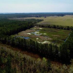 Photo of SOLD!!  218 Acres of Farm and Timber Land in Pamlico County NC!