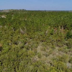 Photo of SOLD!!  218 Acres of Farm and Timber Land in Pamlico County NC!
