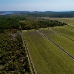 Photo of SOLD!!  218 Acres of Farm and Timber Land in Pamlico County NC!