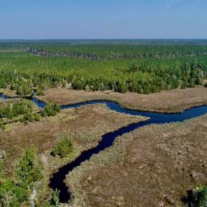 Photo of SOLD!!  218 Acres of Farm and Timber Land in Pamlico County NC!