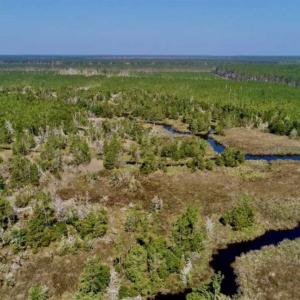 Photo of SOLD!!  218 Acres of Farm and Timber Land in Pamlico County NC!