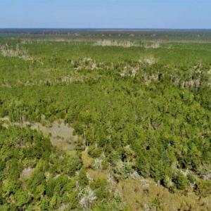 Photo of SOLD!!  218 Acres of Farm and Timber Land in Pamlico County NC!
