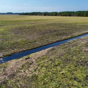 Photo of SOLD!!  218 Acres of Farm and Timber Land in Pamlico County NC!
