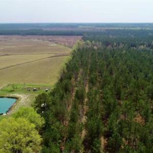 Photo of SOLD!!  19.5 Acres of Hunting and Timber Land for Sale in Halifax County NC!