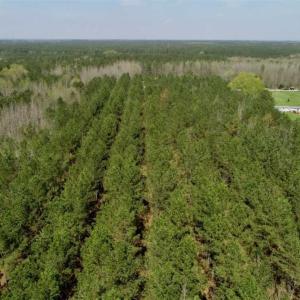 Photo of SOLD!!  19.5 Acres of Hunting and Timber Land for Sale in Halifax County NC!