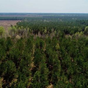 Photo of SOLD!!  19.5 Acres of Hunting and Timber Land for Sale in Halifax County NC!