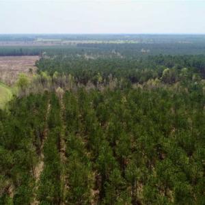 Photo of SOLD!!  19.5 Acres of Hunting and Timber Land for Sale in Halifax County NC!