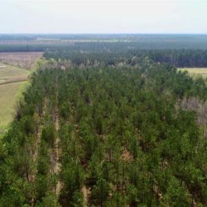 Photo of SOLD!!  19.5 Acres of Hunting and Timber Land for Sale in Halifax County NC!