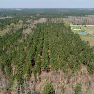 Photo of SOLD!!  19.5 Acres of Hunting and Timber Land for Sale in Halifax County NC!