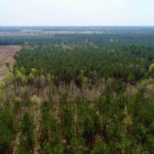 Photo of SOLD!!  19.5 Acres of Hunting and Timber Land for Sale in Halifax County NC!