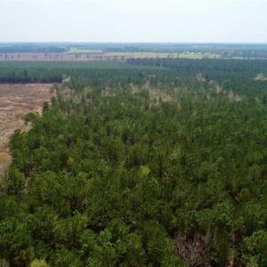 Photo of SOLD!!  19.5 Acres of Hunting and Timber Land for Sale in Halifax County NC!