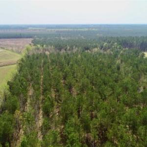 Photo of SOLD!!  19.5 Acres of Hunting and Timber Land for Sale in Halifax County NC!