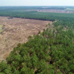 Photo of SOLD!!  19.5 Acres of Hunting and Timber Land for Sale in Halifax County NC!