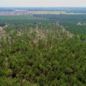 Photo of SOLD!!  19.5 Acres of Hunting and Timber Land for Sale in Halifax County NC!