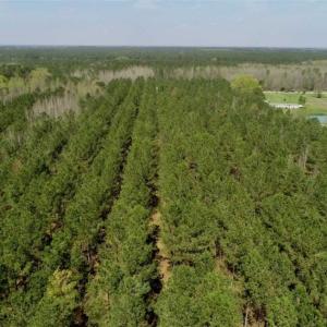 Photo of SOLD!!  19.5 Acres of Hunting and Timber Land for Sale in Halifax County NC!