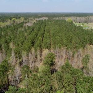 Photo of SOLD!!  19.5 Acres of Hunting and Timber Land for Sale in Halifax County NC!